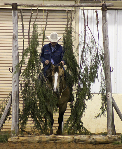 American Competitive Trail Horse Association Has Recorded 1,762 Horses Given New Lease On Life