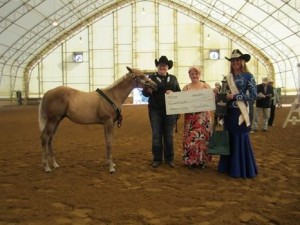 Amateur Weanling Stallion winner