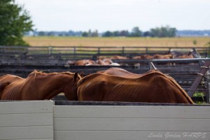 Many of the geldings are visible skinnier than the mares. Photo courtesy of HARPS.