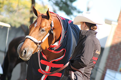 Study Shows Horses Can Indicate Their Preference For Wearing a Blanket or Not