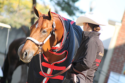 Traveling With a Horse? To Blanket or Not To Blanket?