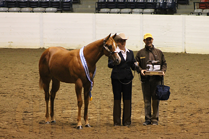 Johnson, Groff, and Trahan Top Amateur Weanling/Yearling Geldings Leaderboard