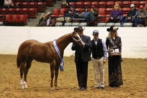 Randy Jacobs with Cowboy- Weanling Stallions Congress Champion