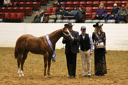 Randy Jacobs and Cowboy Win Weanling Stallions, Rolyn Casper and Gee I Joe Win Yearling Stallions at QH Congress