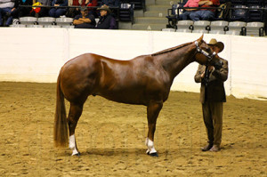 Reserve Congress Champion- Randy Jacobs with Maxxed Out