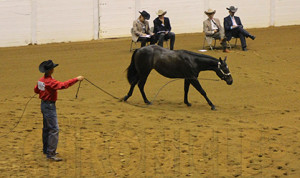 Kenny Lakins and Im Fancy Schmany- 2014 Open Western Yearling Longe Line Congress Champions.