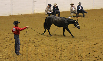 Kenny Lakins and Im Fancy Schmancy Complete Hat Trick in Open Western Longe Line at QH Congress