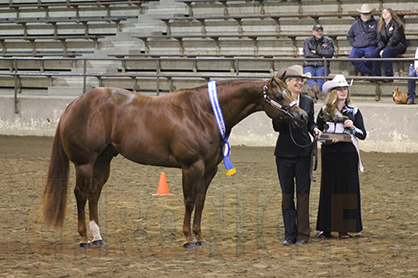 Amateur Halter Stallion Winners Include Prince, Bellville, Hughes, Jensen, and Watts Schmeck