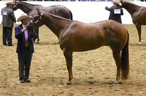 4th place- Ross Roark with Westexascowboy