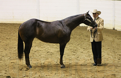 Tom Robertson and My Girl Win Yearling Mares at 2014 QH Congress