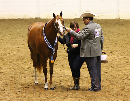 UPDATE: Prince, Trahan, Habighorst, Berris, and Alderson Score at Top of Am. Mares Halter Classes at QH Congress