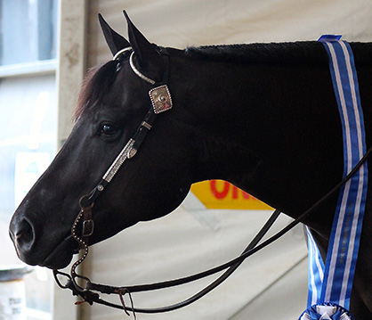 Bruce Vickery and Suddenly I’m Cool Score 234.5 to Win 3 and 4-Year-Old Congress Trail Futurity