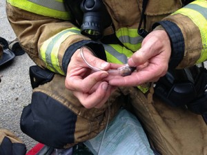 A Lacey firefighter administered oxygen 