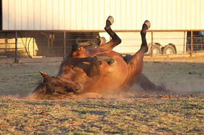 Does That “Hay Belly” Really Mean Your Horse is Fat?