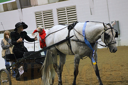 Stephanie Lynn and Ride The Blue Sky Win Senior Pleasure Driving at QH Congress