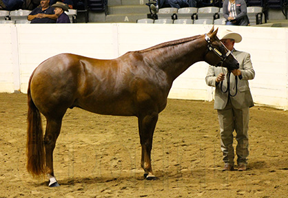 Gene Parker and Heza Cool TD Win Three-Year-Old Geldings at QH Congress