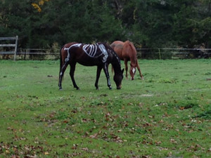 This photo of a skeleton horse in a neighbor's pasture comes from one of our readers in Ipswich, MA.