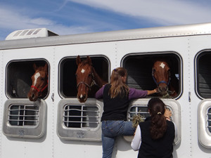 3 Adopted horses in trailer