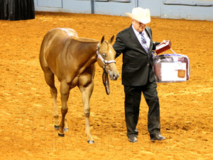 Reserve World Champion Amateur Weanling Colts-