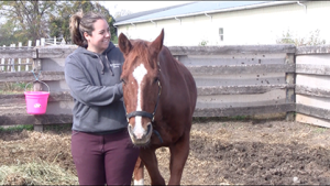 Adopted Horse leaning on new owner. Photo courtesy of HARPS.