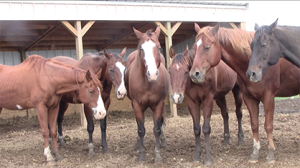 Part of the herd together before adoption. Photo courtesy of HARPS.
