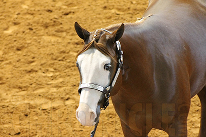 Kennedy and Distad Win Gold and Silver Yearling Longe Line at 2014 APHA World Show