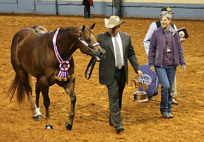 PF Premo Leaves the Show Pen For the Last Time as World Champion in Three-Year-Old Stallions