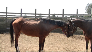 Two adopted horses want a home together