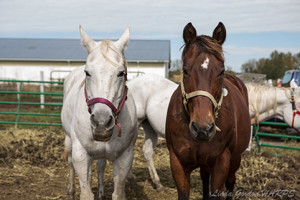 Two horses together sized