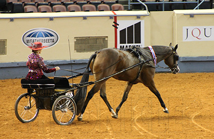 Lori Bucholz and Good Lukin Lark Are AQHA Amateur Pleasure Driving World Champions