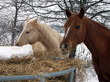 Temperature Swings Increase Risk of Colic in Horses
