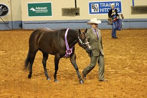 World Champion Performance Halter Mare- Ross Roark and Most Appealing Dream