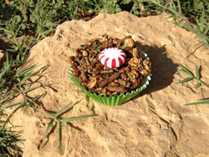 We made several different horse treats for the holiday season with flavors like alfalfa, molasses, and peppermint.