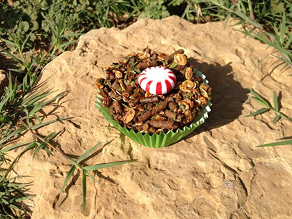 Homemade Horse Treats For the Holidays!