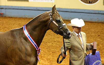 Three-Year-Old Mare and Gelding Wins Go To Ted Turner With Lookin For Romance and This Big