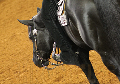 New Western Dressage Judge Licensing Program