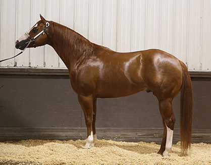 Frozen Semen From Execute, Top AQHA and APHA Horses Selling in Pro Horse Services December Online Auction