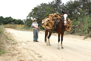 Photo courtesy of Equine Veterinary Journal.