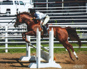 Ima Regal Choice jumping with AQHA Professional Horseman Jerry Erickson. (Credit: Sally Blackwell Photography)