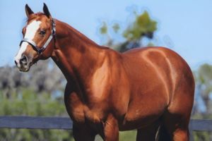 Ima Regal Choice is 51st Horse to Become AQHA Open Supreme Champion