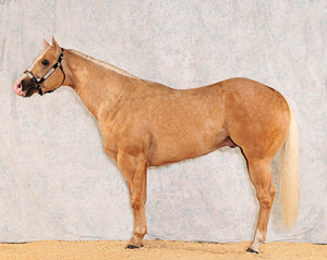 Mesmerizing Kid. Photo courtesy of Pro Horse Services.