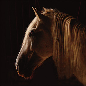 Looking For a Great Gift? Check Out Fine Equine Photography Book From Tony Stromberg