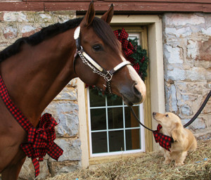 Just wanted to share a photo from our Christmas shoot. This is AJ "Artic Jazz" and our long haired dachsund Jackson. Photo courtesy of Liz Arnold.