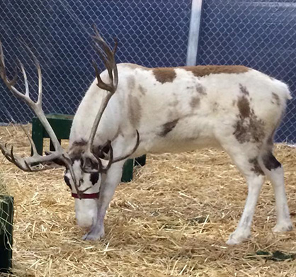 EC Holiday Horse Photo of the Day: Ever Seen a Paint Reindeer?