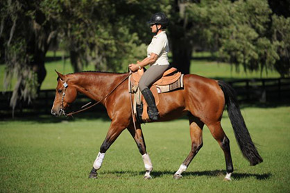Lynn Palm Western Dressage Demo and Clinic at Florida Gold Coast and Gulf Coast Quarter Horse Circuits