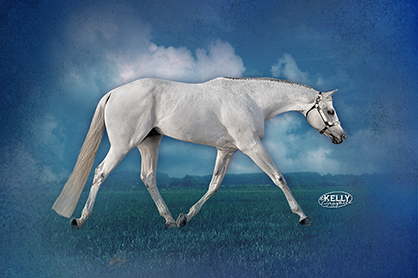 Frozen Semen From Late Stallion Skys Blue Boy Will be Released to Select Mares in 2015