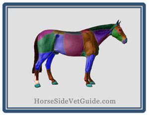 Graphic courtesy of Horse Side Vet Guide.
