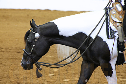 FAQ’s About APHA Amateur Platinum 50+ Proposal