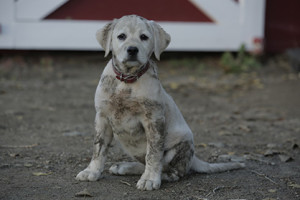 Image from ‘Lost Dog,’ one of Budweiser’s Super Bowl XLIX ads (Created by Anomaly)