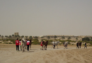 The Canadian team heading from the quarantine barn to the vetting area for trot-in. Photo Credit: Dessia Miller